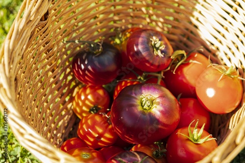 View of ripe red tomatoes in wicker basket on green grass background. Organic vegetables concept.