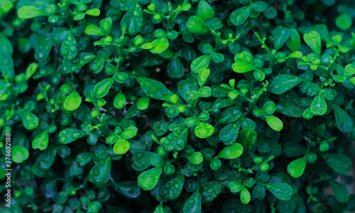 Green leaves pattern background  Natural background and wallpaper.