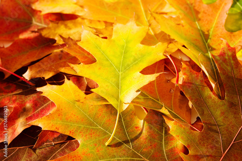 Bright autumn oak leaves close up. Autumn texture background