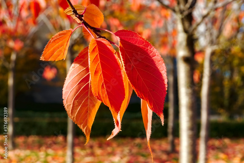 Photography Orange cherry leaves