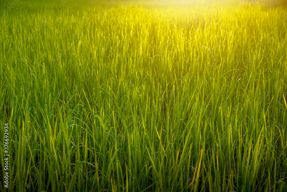 Jasmine rice field in the beautiful sunset 3