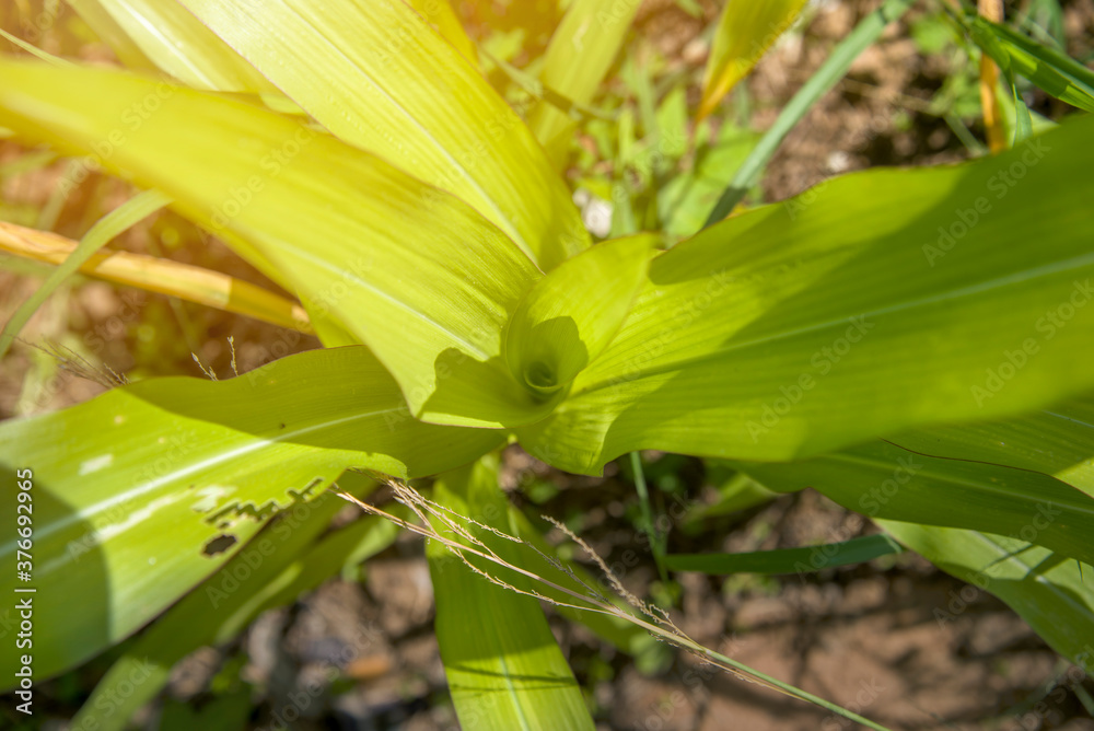 Fototapeta premium organic corn plant with sun light in the cultivate garden from the top view