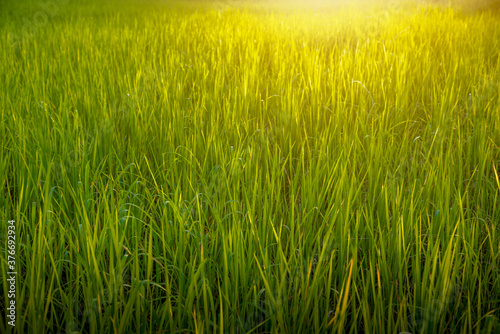 Jasmine rice field in the beautiful sunset 3