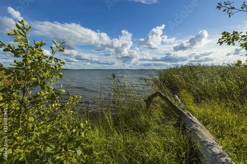 Beautiful view of the Baltic Sea on a summer day. A surface of deep blue sea water  green tall grass with a fallen dry tree and a blue sky with white clouds. Sweden.