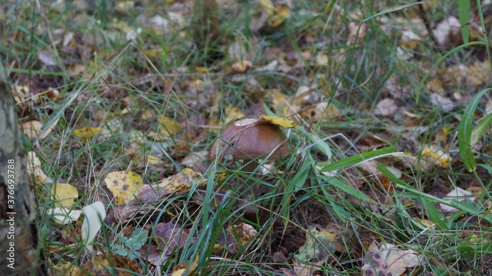 mushrooms in the forest mushrooms in the forest