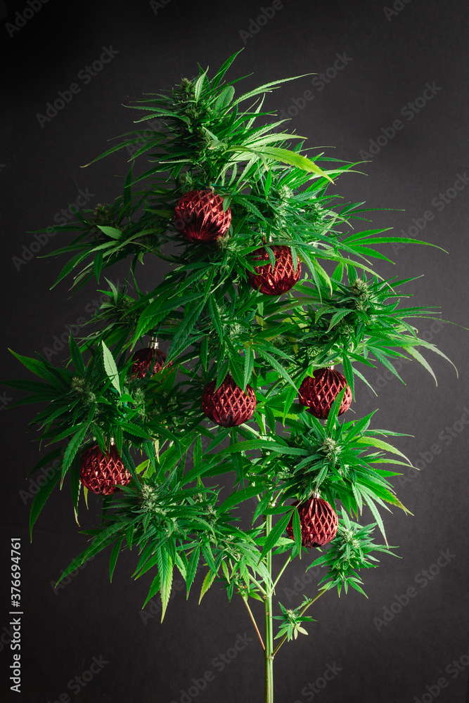 Cannabis Christmas tree on black background