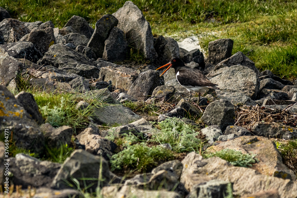 oystercatcher bird at the wadden sea at north sea oystercatcher bird at the wadden sea at north sea