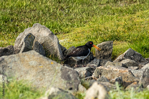 oystercatcher bird at the wadden sea at north sea photo