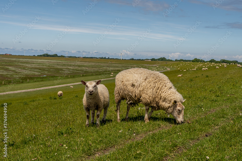 sheep resting and grazing grass on the dike at the north sea in germany sheep resting and grazing grass on the dike at the north sea in germany