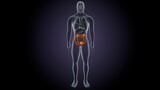 3d render of male human body large Intestine anatomy