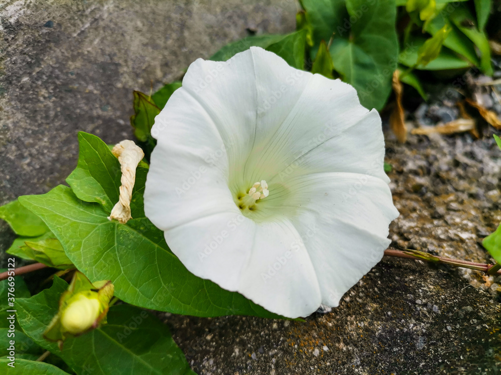 Weiße Blume Weiße Blume