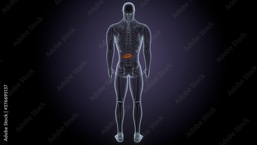 3d render of human body Pancreas anatomy 3d render of human body Pancreas anatomy