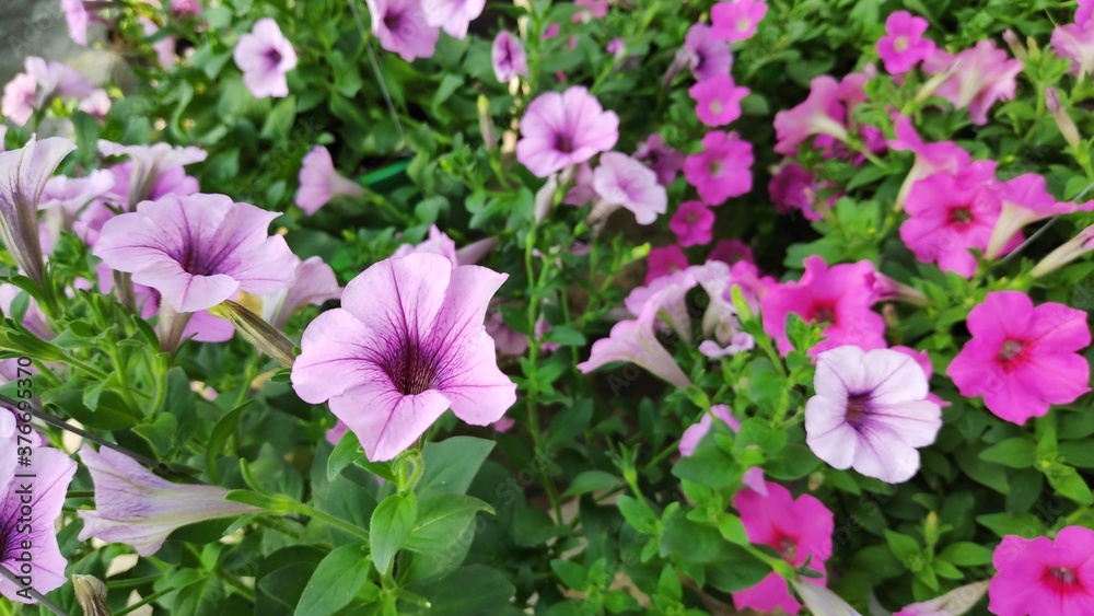Fototapeta premium Stock Photo - Petunia flowers of various colors (pink, purple and white) are blooming in pots.