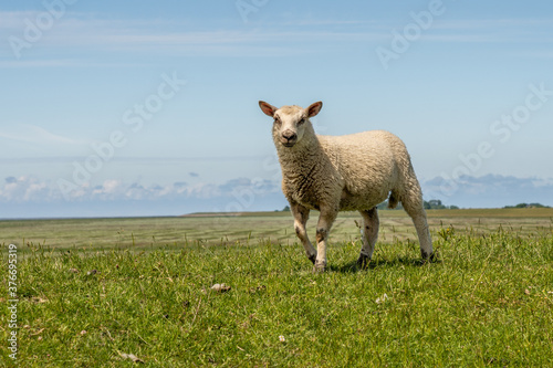 sheep resting and grazing grass on the dike at the north sea in germany