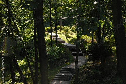 green forest in summer