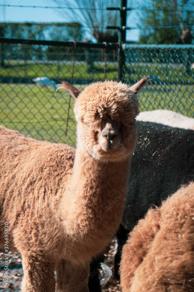 Obraz premium alpaka w zoo