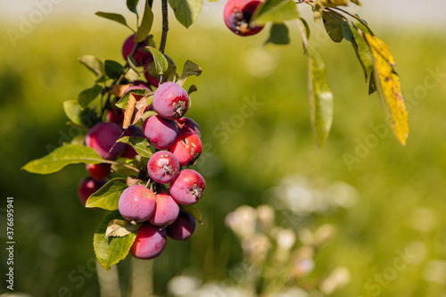 Apple tree with bunches of fresh fruit among the green leaves on a sunny day