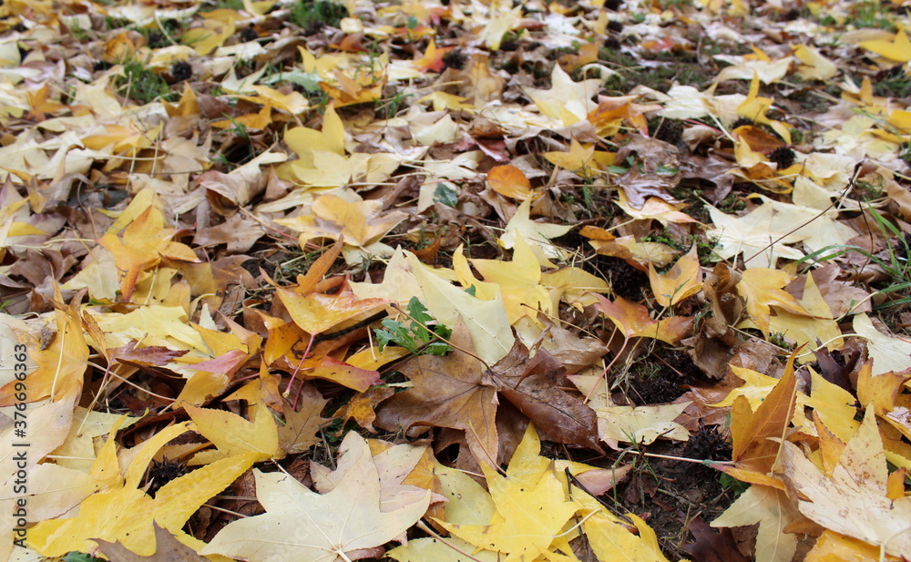 Foglie morte sul prato in autunno al parco