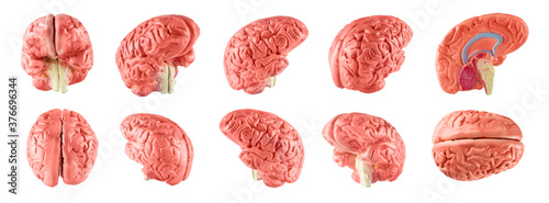 Set of human brain