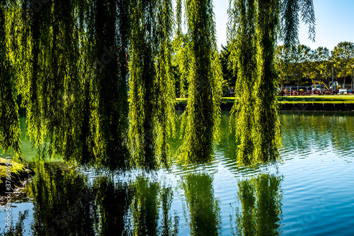A weeping willow on the Rhone to the Rhine Canal at Melhouse  Alsace  France