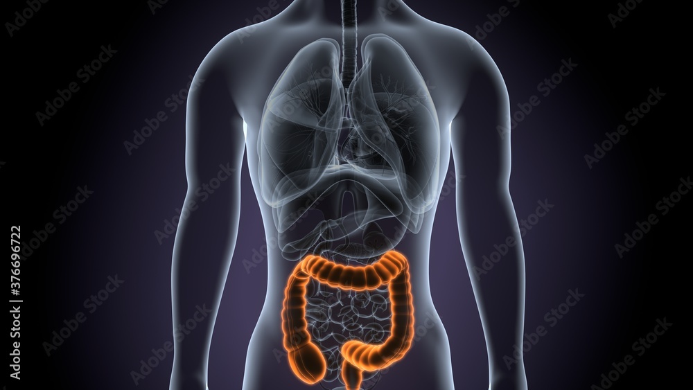 3d render of male human body large intestine anatomy 3d render of male human body large intestine anatomy