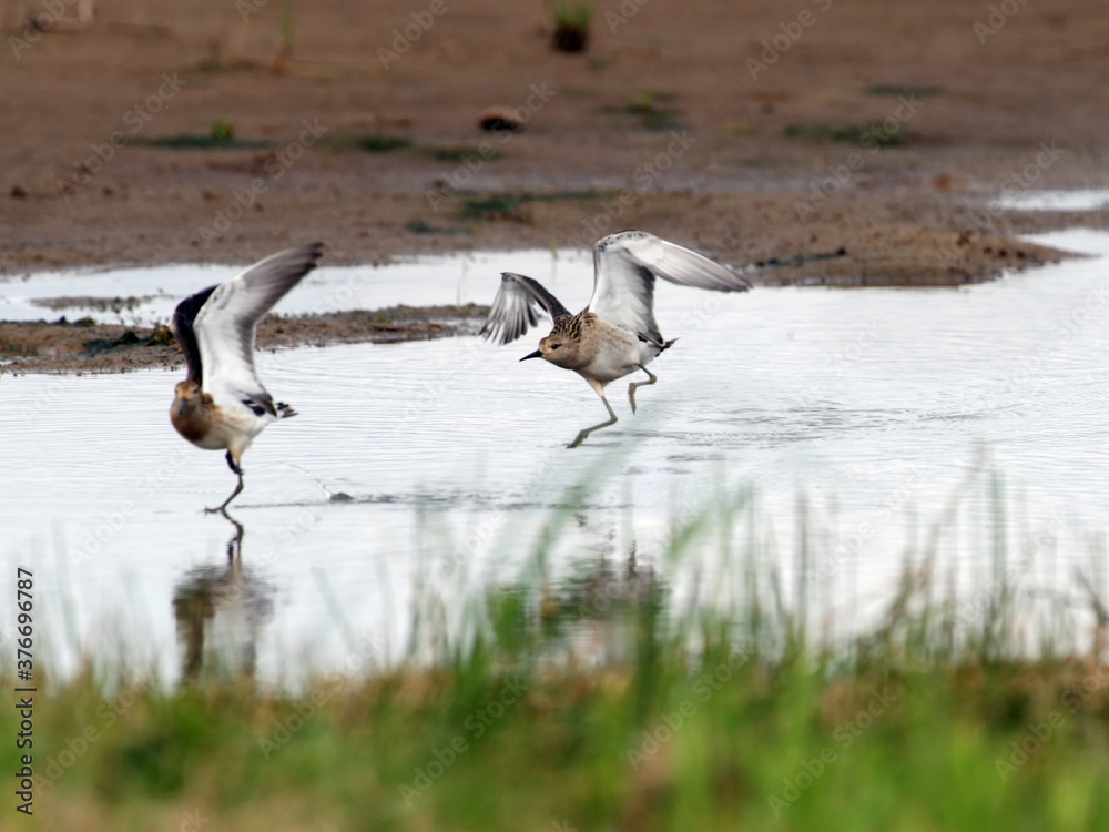 Fototapeta premium Conflict between two sandpipers