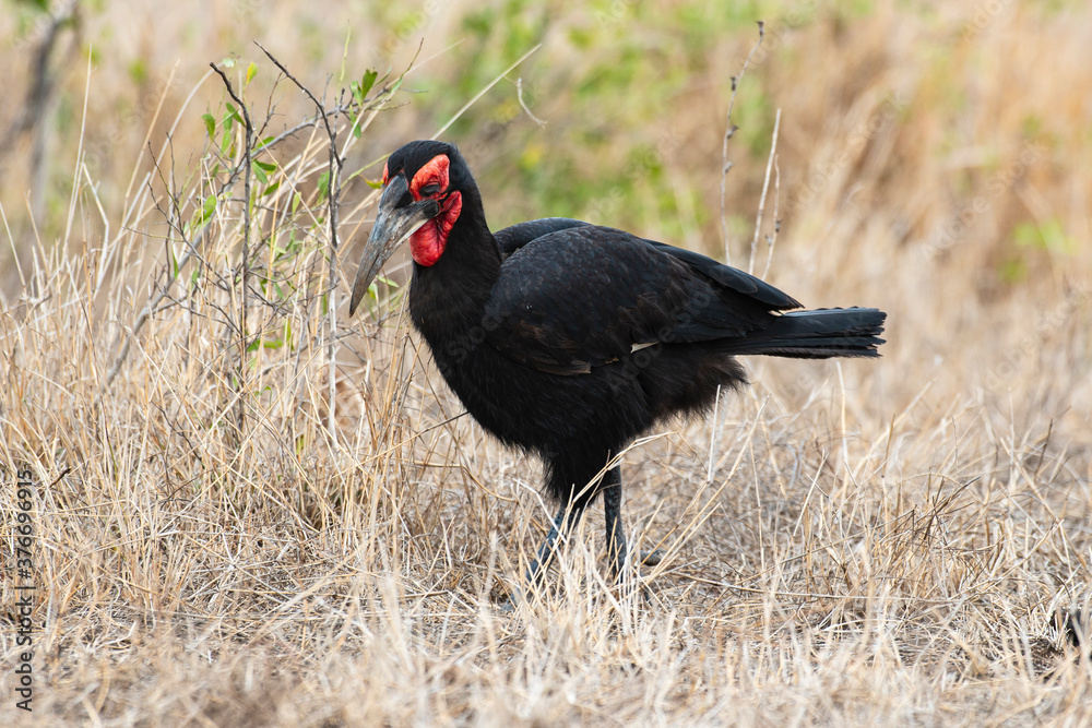 Bucorve du Sud, Grand calao terrestre, Bucorvus leadbeateri, Southern