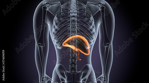 3d render of male human body liver anatomy