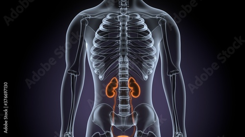3d render of human body kidneys anatomy