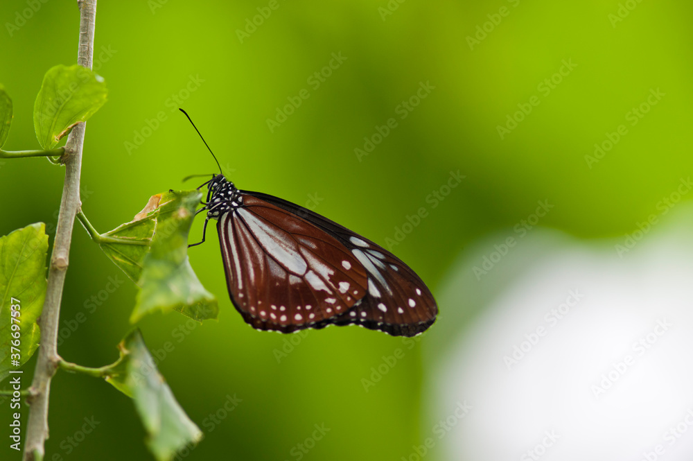 Obraz premium The name of the butterfly is chestnut tiger. Scientific name is Parantica sita.