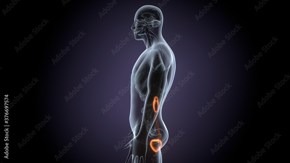 Human Urinary System Kidneys with Bladder Anatomy For Medical Concept 3D render Human Urinary System Kidneys with Bladder Anatomy For Medical Concept 3D render
