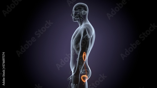 Human Urinary System Kidneys with Bladder Anatomy For Medical Concept 3D render