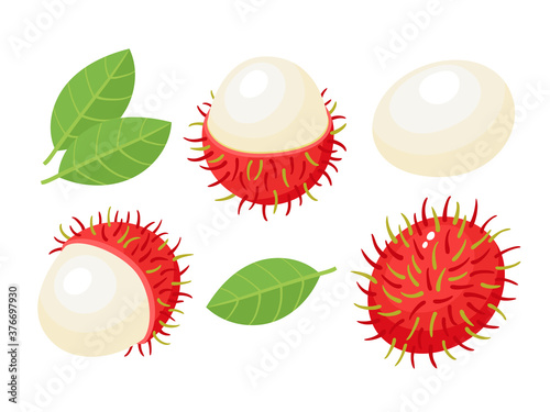Vector set of exotic fruit rambutan isolated on white.