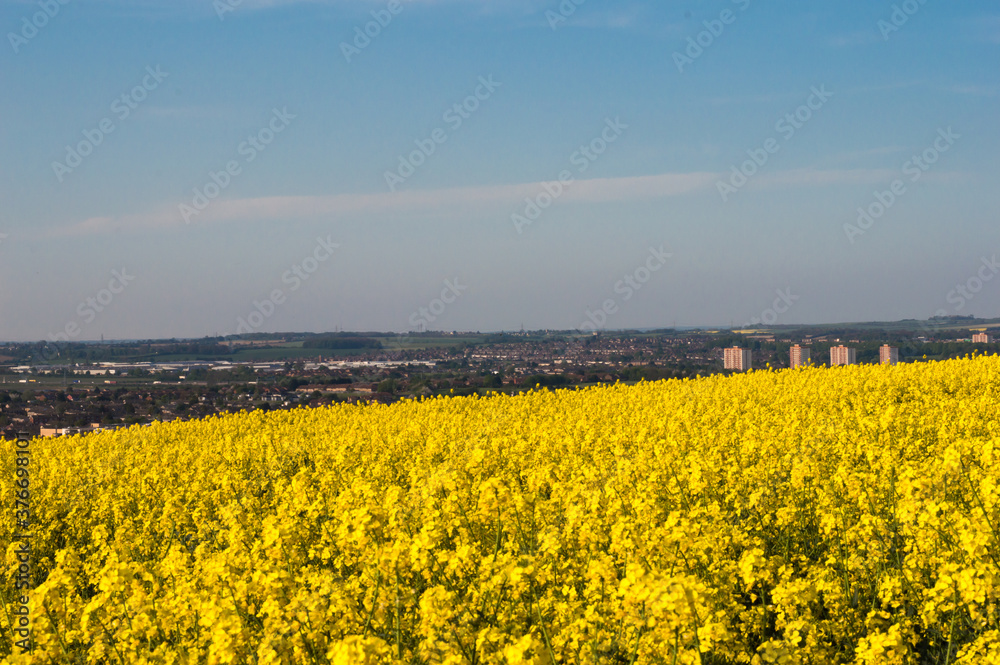 Obraz premium field of rapeseed