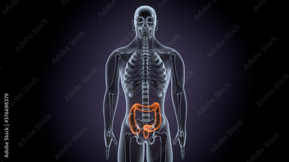 Large Intestine 3D Illustration Human Digestive System Anatomy For Medical Concept
