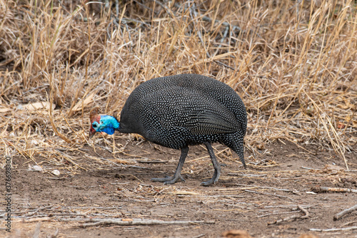 Pintade de Numidie,.Numida meleagris, Helmeted Guineafow photo