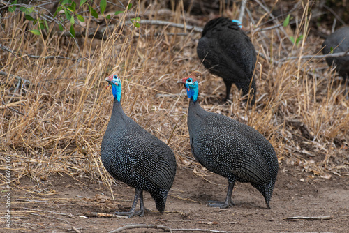 Pintade de Numidie,.Numida meleagris, Helmeted Guineafow photo