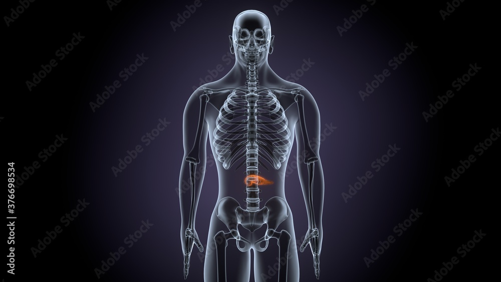3D Illustration Concept of Human Internal Organs Pancreas with Gallbladder Anatomy
