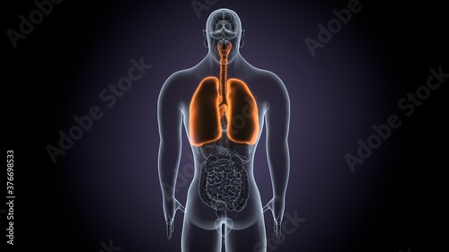 Lungs Human Respiratory System Anatomy For Medical Concept 3D Illustration 