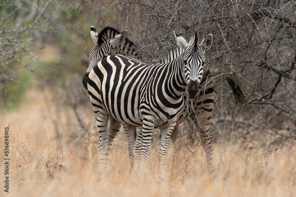 Zèbre de Burchell, Equus quagga burchelli, Parc national Kruger, Afrique du Sud Zèbre de Burchell, Equus quagga burchelli, Parc national Kruger, Afrique du Sud