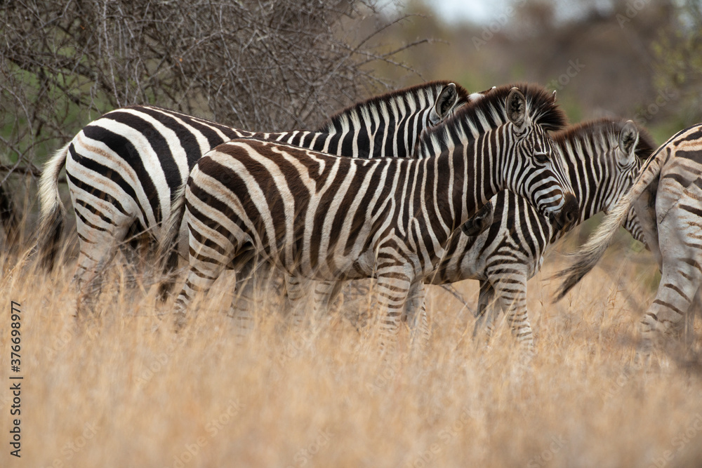 Zèbre de Burchell, Equus quagga burchelli, Parc national Kruger, Afrique du Sud Zèbre de Burchell, Equus quagga burchelli, Parc national Kruger, Afrique du Sud