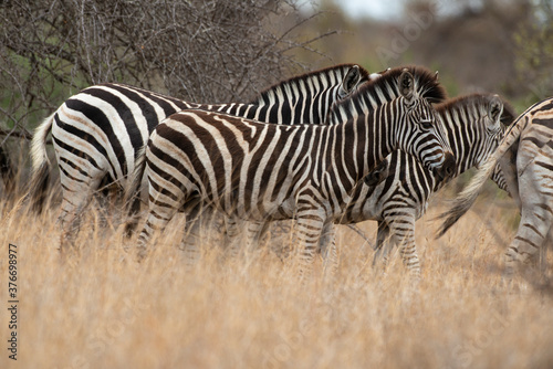Zèbre de Burchell, Equus quagga burchelli, Parc national Kruger, Afrique du Sud