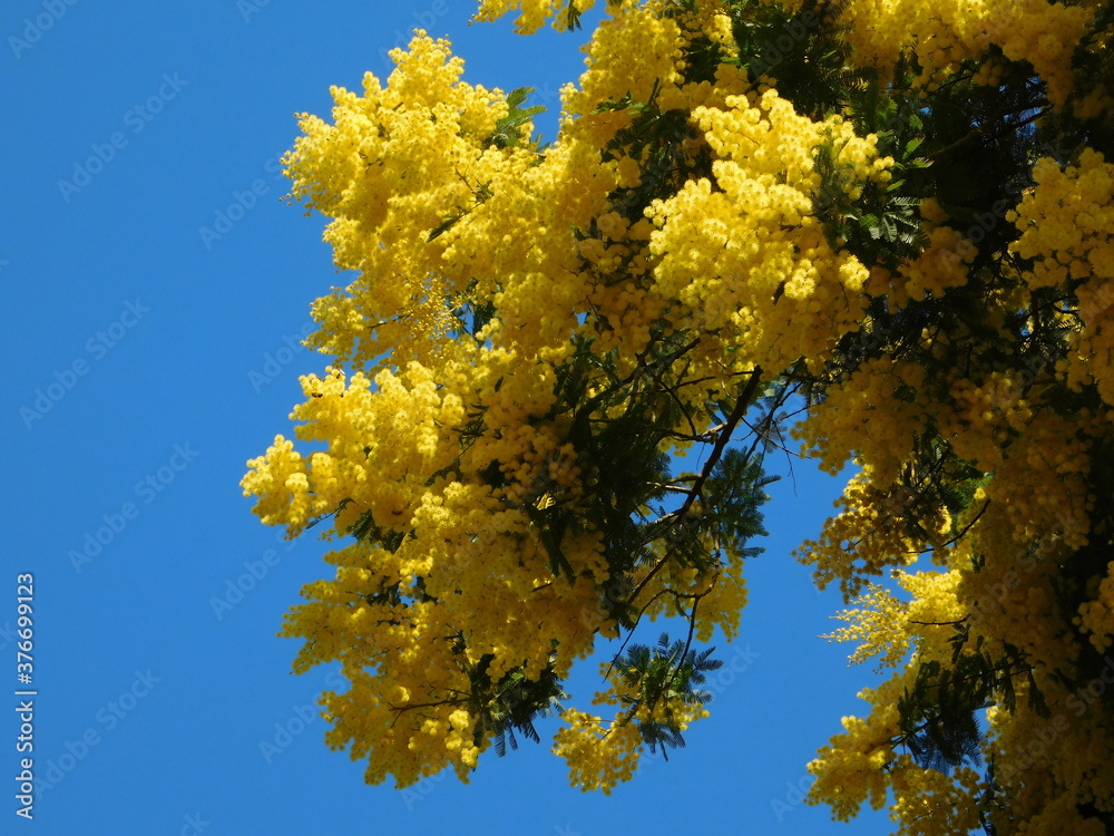 Mimosa, or Acacia dealbata tree with bright yellow flowers, in a blue sky Mimosa, or Acacia dealbata tree with bright yellow flowers, in a blue sky