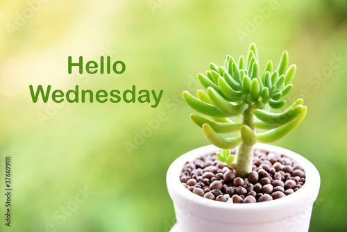 Hello Wednesday words on wooden table and green plants in pots photo