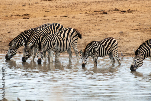 Z  bre de Burchell  Equus quagga burchelli  Parc national Kruger  Afrique du Sud