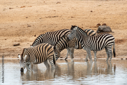 Zèbre de Burchell, Equus quagga burchelli, Parc national Kruger, Afrique du Sud