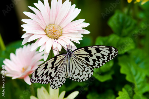 The name of the butterfly is Tree Nymph Butterfly,Rice Paper butterfly.
Scientific name is Idea leuconoe Erichson, 1834.