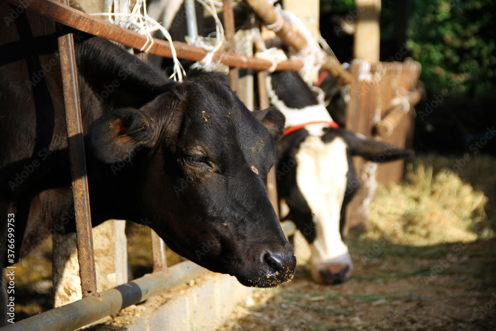 Close up of cow face in dairy farm, Concept image for Agriculture of fresh or organic milk product or beef meat.