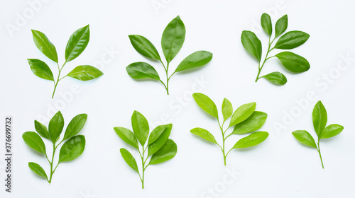 Citrus leaves on  white background.