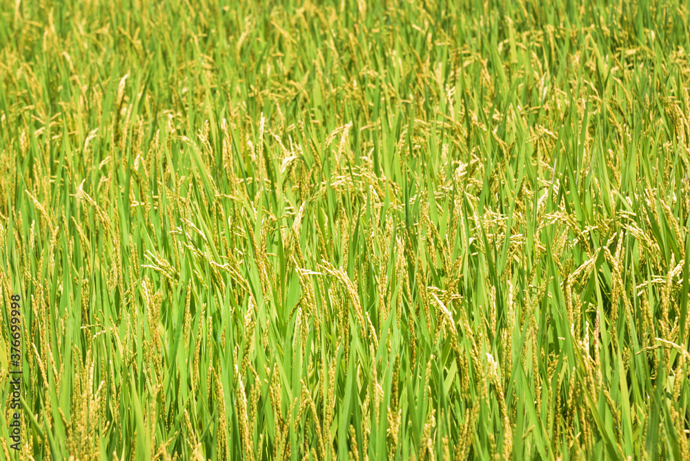 Obraz premium 成長した稲穂のテクスチャイメージ